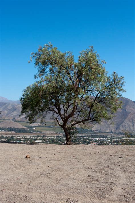 Pimiento Solitario Arbol T Pico De La Zona Norte De Nuestr Flickr