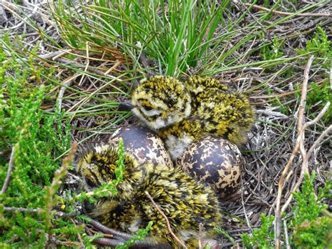 Golden Plover chicks – FALCO Ecology