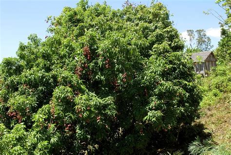 Lychee Tree (litchi Chinensis) Photograph by Philippe Psaila/science Photo Library - Pixels