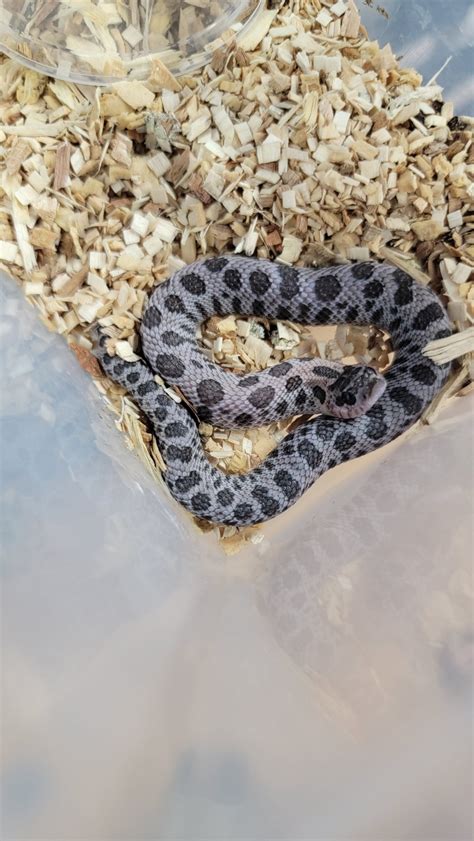 Blue Phase Super Arctic Sable Pos Het Albino Western Hognose By