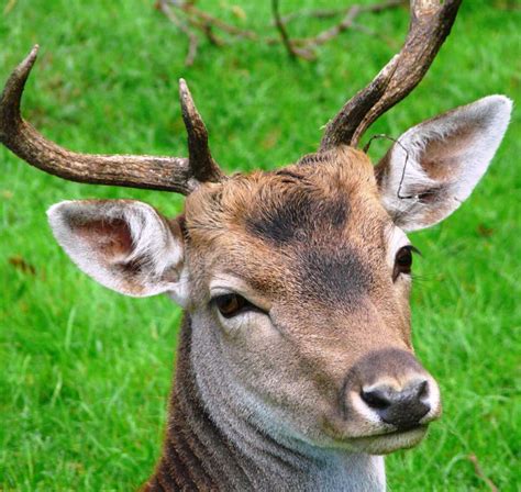 Head Of A Deer Stock Image Image Of Buck Hunt Ears 15813025