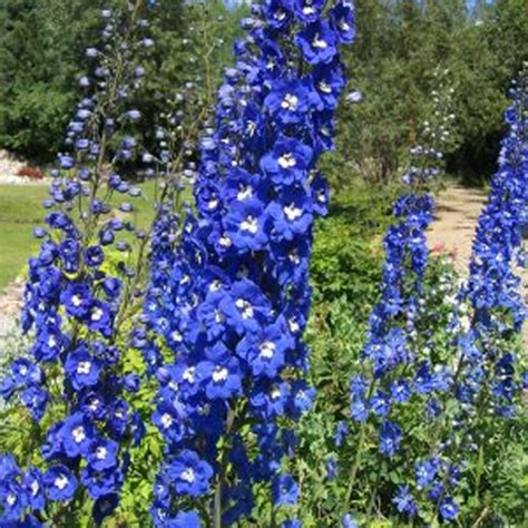 Delphinium Pacific Blue Bird Pied Dalouette Vivace à Fleurs Bleu Vif