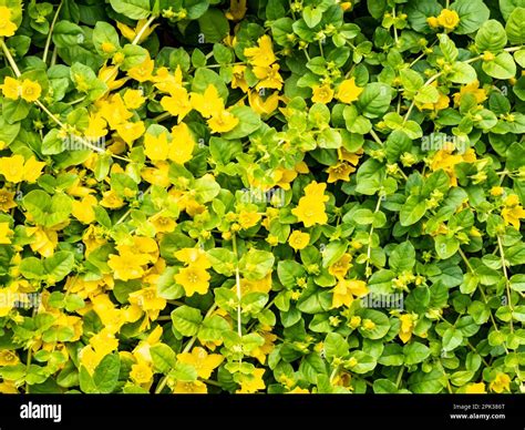 Creeping Jenny Lysimachia Nummularia Yellow Flowers In Garden