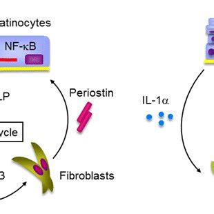 Epithelial Mesenchymal Interaction Via Periostin In The Pathogenesis Of