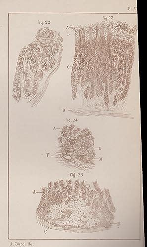 Recherches sur l anatomie générale comparée et la signification