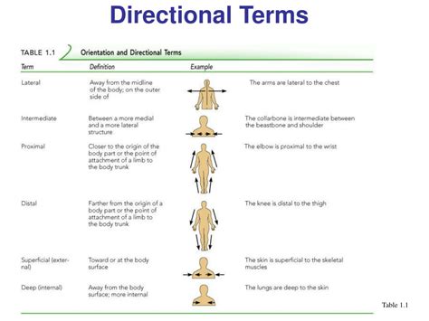 Ppt Anatomical Directional Terms And Regions Powerpoint Presentation