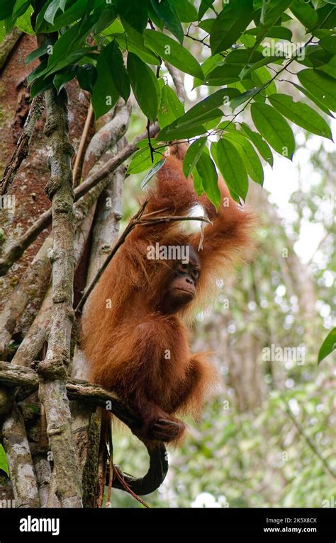 Young Bornean Orangutan Sitting In The Trees At Semenggo Nature Reserve