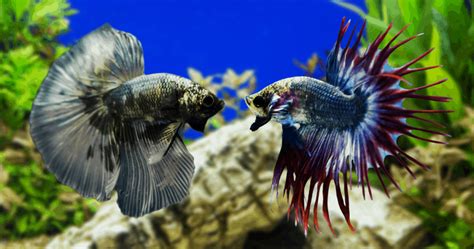 Betta Fish Fights: Why (& How) They Can Get Aggressive