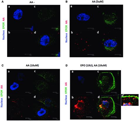 Colocalization Of Aa And The Epor In Cultured Human Renal Tubular