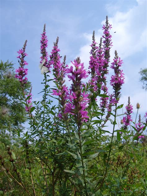 Purple-Loosestrife-2-Ontario-Beetles-Donna-MacKenzie - Ontario Invasive