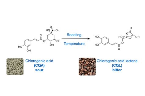 The Art And Science Of Roasting Bitterness European Coffee Trip