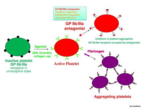 Ppt Achieving Perioperative Hemostasis Powerpoint Presentation Free Download Id1422733