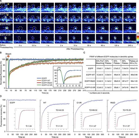 Frap Analysis Of The G Actin Pool Enriched In Spines A Download