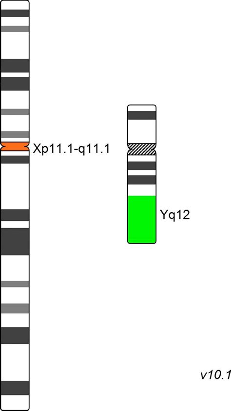 XCE X Yqh XCyting Centromere Enumeration Probe MetaSystems Probes