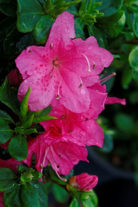 Azalea Myagino Kilmarnock Nurseries