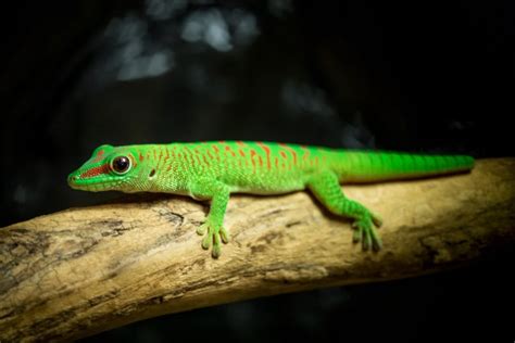 18 Amazing Types of Geckos in Florida: ID Guide and Photos