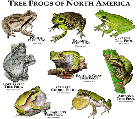 Types of Tree Frogs Found in the USA – Nature Blog Network