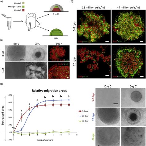 Testicular Organoid Generation And Cell Maturational Stage Dependency