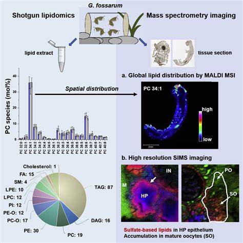 Shotgun Lipidomics And Mass Spectrometry Imaging Unveil Diversity And