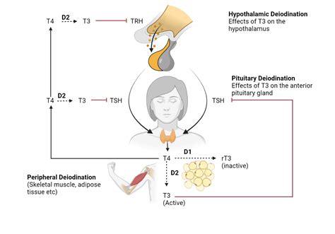 Hypothyroidism Role Of T3 And T4 My Endo Consult