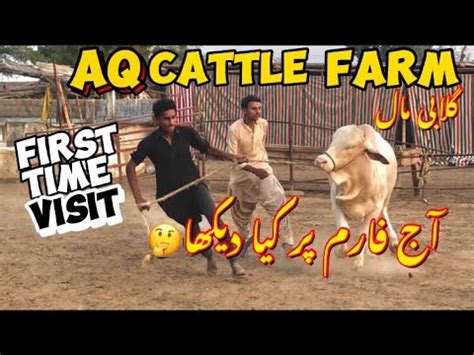 Beautifu Cow Collection Of AQ Cattle Farm QURBANI SESSION 2024