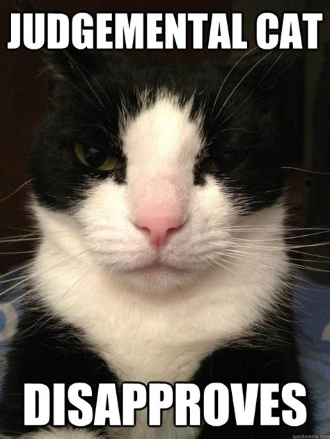 Disapproving Cat Disapproves