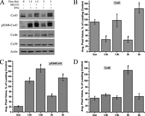 Proteasome Inhibitor Mg132 Blocks The Tpa Induced Depletion Of Cx43