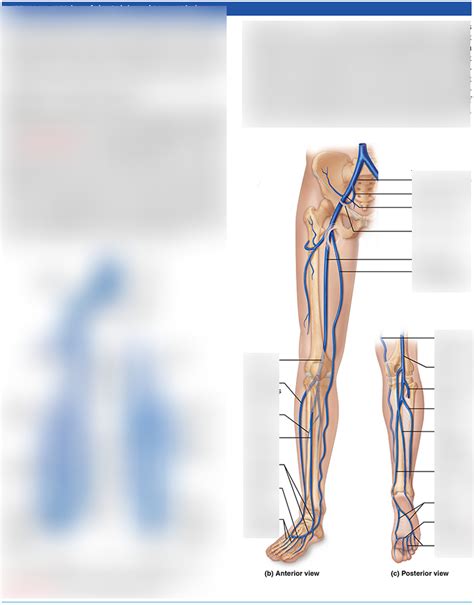 Veins Of Lower Limb Diagram Quizlet