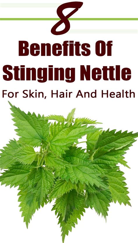 8 Amazing Benefits Of Stinging Nettle For Skin Hair And Health