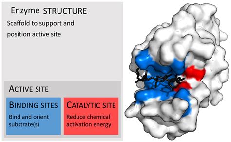 Enzymes Biology Working Types Facts Science4fun