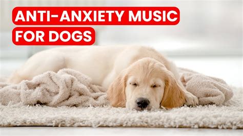 Anti Anxiety Music For Dogs Comfort Your Furry Friend During