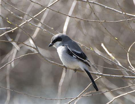 Loggerhead Shrike Wings And Feathers