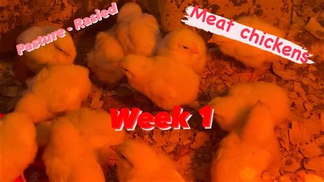 Pasture Raised Meat Chickens Week 1 Of 8 Youtube