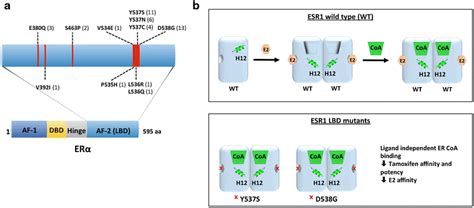 A Estrogen Receptor Er Structural Functional Domains And The