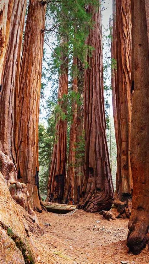 Bing Hd Wallpaper Sep Sequoia National Park California Usa