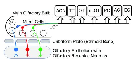 Schematic Representation Of The Olfactory Pathway The Olfactory