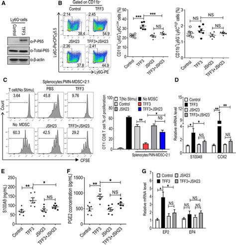 NFκB COX2 PGE2 axis is upregulated in TFF3derived PMNMDSCs A