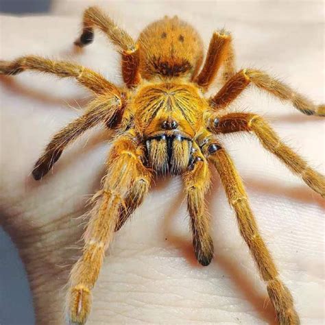 Pterinochilus Murinus Orange Baboon Tarantula Obt For Sale