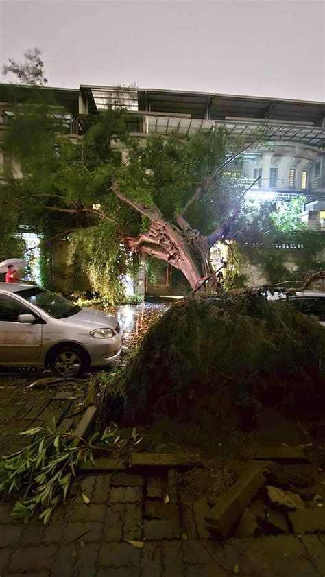 被凱米颱風尾掃倒 台中5層樓高路樹壓中2車3房 生活 自由時報電子報