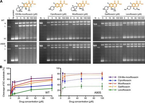 Crystal Structure And Stability Of Gyrasefluoroquinolone Cleaved