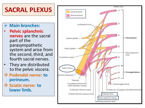 The Sacral Plexus Spinal Nerves Branches TeachMeAnatomy 43 OFF