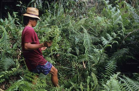 Indigenous Dayak Collecting Edible Ferns Tropical Rainforest Malaysia