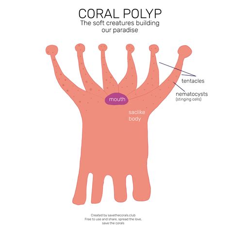 What Are Corals? — SAVE THE CORALS