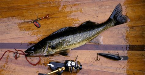 Walleye Fishing Gear List All The Essentials