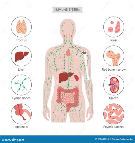 Spleen Lymphatic System Body Organ Infographic Poster Vector