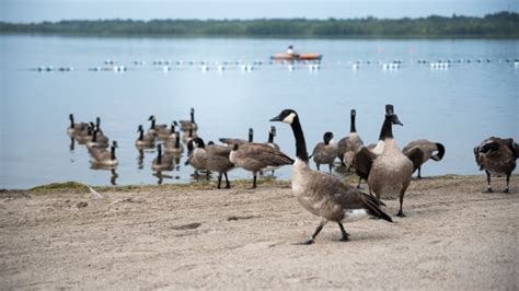 Blame Geese Not Humans For Summer Bummer At Ottawa Beaches CBC News