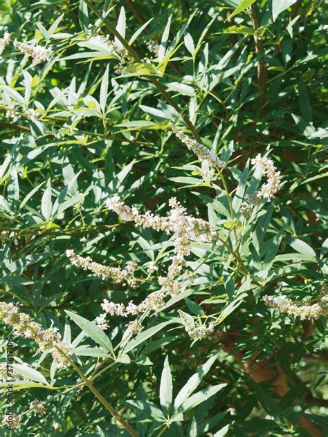 Vitex Agnus Castus Latifolia Alba Gattilier Blanc Ou Poivre Du