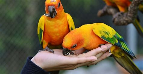 Understanding Conure S Strange Behavior A Guide For Parrot Owners