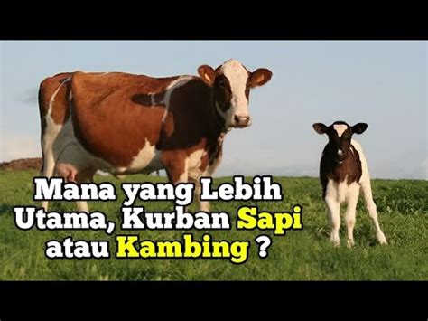 Mana Yang Lebih Utama Kurban Sapi Atau Kambing Youtube