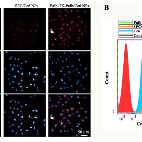 In Vitro Cellular Uptake Ability Of Ce6 Palb TK Palb Ce6 NPs And